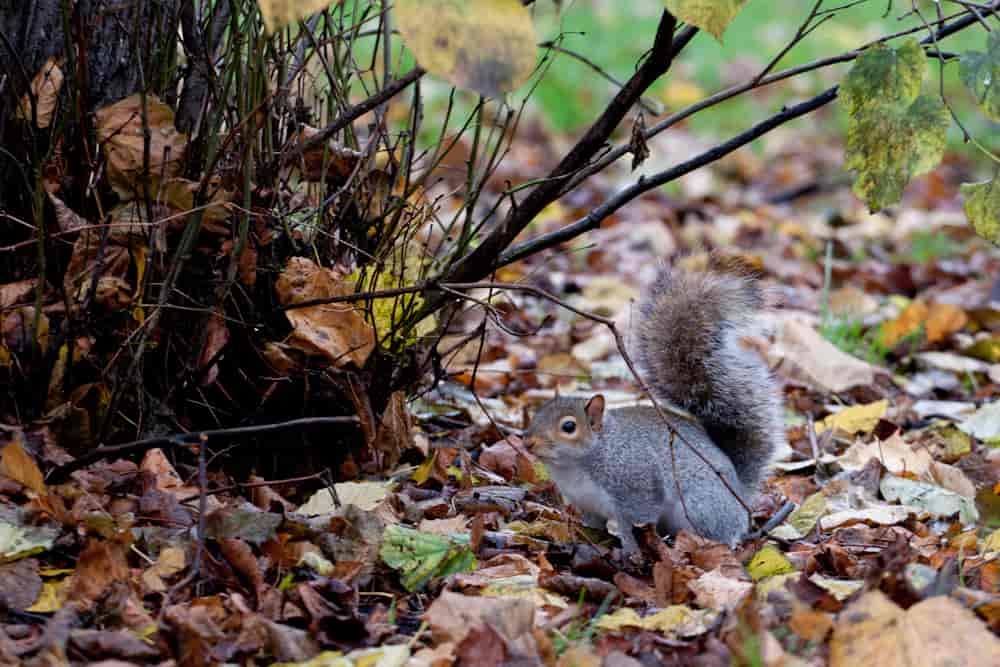 Spacer po Londynie - widok na wiewiórkę