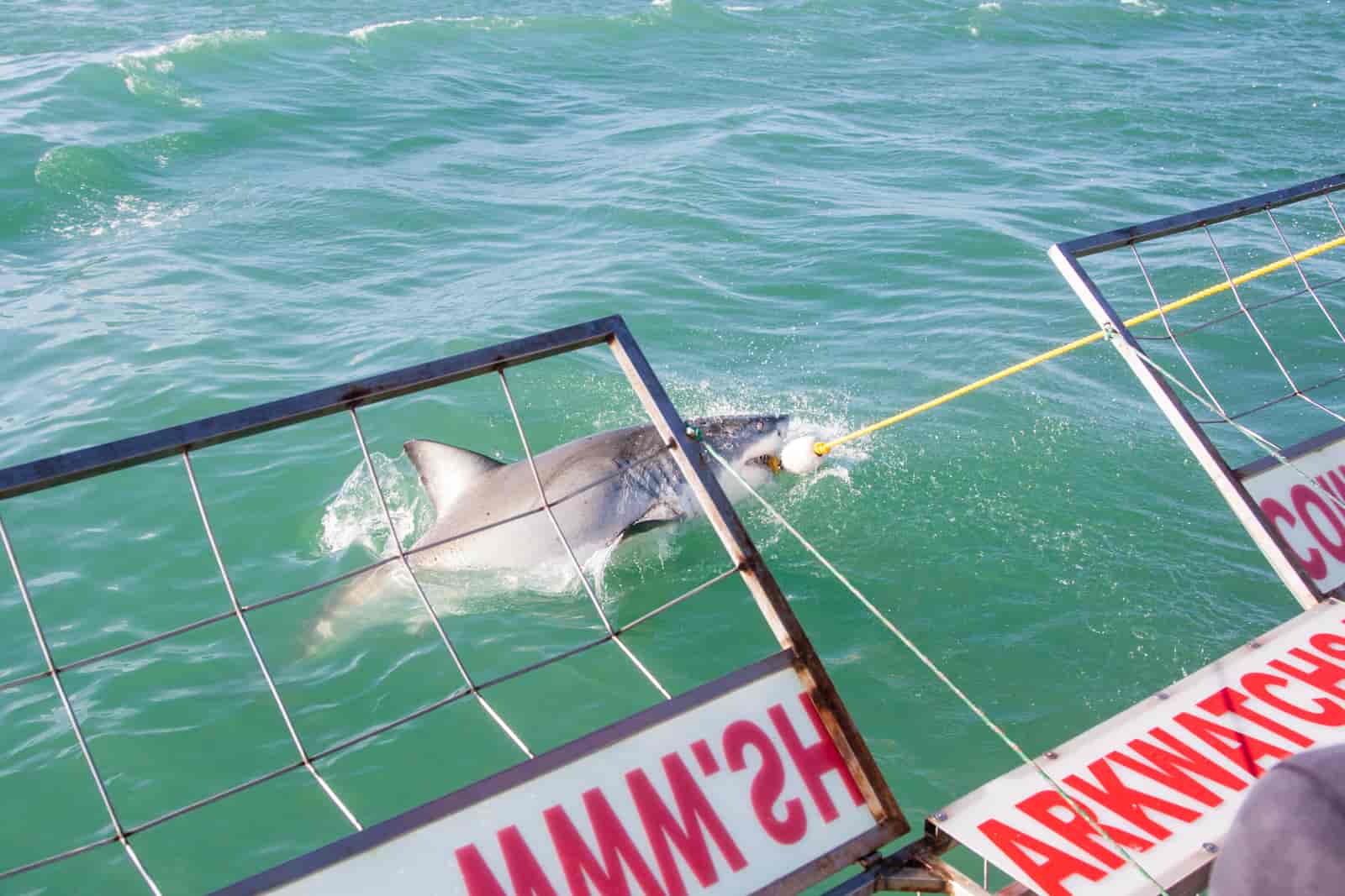 Rekin w momencie nurkowania w RPA
